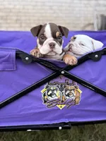 Mocha, a female English Bulldog for sale in Rex, GA – 3 of 4