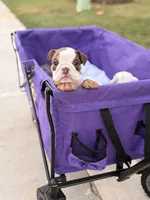 Hazel, a female English Bulldog for sale in Rex, GA – 5 of 6