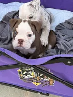 Millie, a female English Bulldog for sale in Rex, GA – 10 of 10