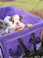 Hazel, a female English Bulldog for sale in Rex, GA – 2 of 6