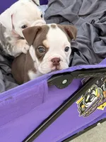 Millie, a female English Bulldog for sale in Rex, GA – 5 of 10