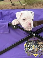 Pebbles, a female English Bulldog for sale in Rex, GA – 4 of 9