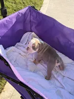 Wells, a male English Bulldog for sale in Rex, GA – 6 of 9