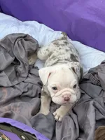 Pebbles, a female English Bulldog for sale in Rex, GA – 7 of 9