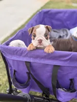 Hazel, a female English Bulldog for sale in Rex, GA – 4 of 6