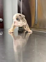 Wells, a male English Bulldog for sale in Rex, GA – 9 of 9