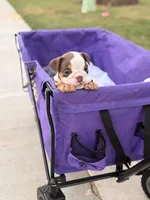 Hazel, a female English Bulldog for sale in Rex, GA – 6 of 6