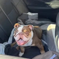 Oliver, a male English Bulldog for sale in Atlanta, GA – Photo 1 of 6