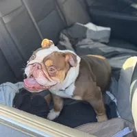 Oliver, a male English Bulldog for sale in Atlanta, GA – Photo 4 of 6