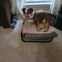 Oliver, a male English Bulldog for sale in Atlanta, GA – Photo 2 of 6