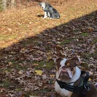 Oliver, a male English Bulldog for sale in Atlanta, GA – Photo 3 of 6