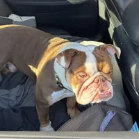 Oliver, a male English Bulldog for sale in Atlanta, GA – Photo 5 of 6