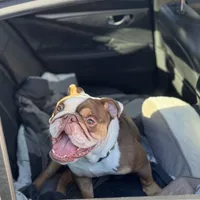 Oliver, a male English Bulldog for sale in Atlanta, GA – Photo 6 of 6