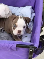 Millie, a female English Bulldog for sale in Rex, GA – 7 of 10