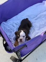 Oreo, a male English Bulldog for sale in Rex, GA – 5 of 7