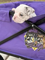 Pebbles, a female English Bulldog for sale in Rex, GA – 6 of 9