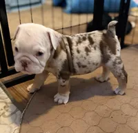 Tinker Bell, a female English Bulldog for sale in Atlanta, GA – Photo 3 of 4