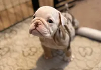 Tinker Bell, a female English Bulldog for sale in Atlanta, GA – Photo 2 of 4