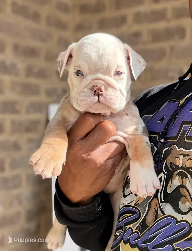 Tinker Bell, a female English Bulldog for sale in Atlanta, GA – Photo 1 of 4