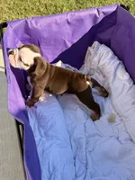 Oreo, a male English Bulldog for sale in Rex, GA – 4 of 7