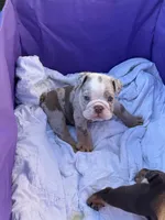 Bentley, a male English Bulldog for sale in Rex, GA – 6 of 6