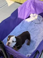 Oreo, a male English Bulldog for sale in Rex, GA – 2 of 7