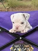 Pebbles, a female English Bulldog for sale in Rex, GA – 2 of 9