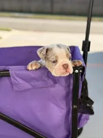 Bentley, a male English Bulldog for sale in Rex, GA – 2 of 6