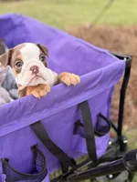 Hazel, a female English Bulldog for sale in Rex, GA – 3 of 6