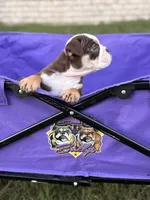 Mocha, a female English Bulldog for sale in Rex, GA – 4 of 4
