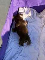 Oreo, a male English Bulldog for sale in Rex, GA – 6 of 7