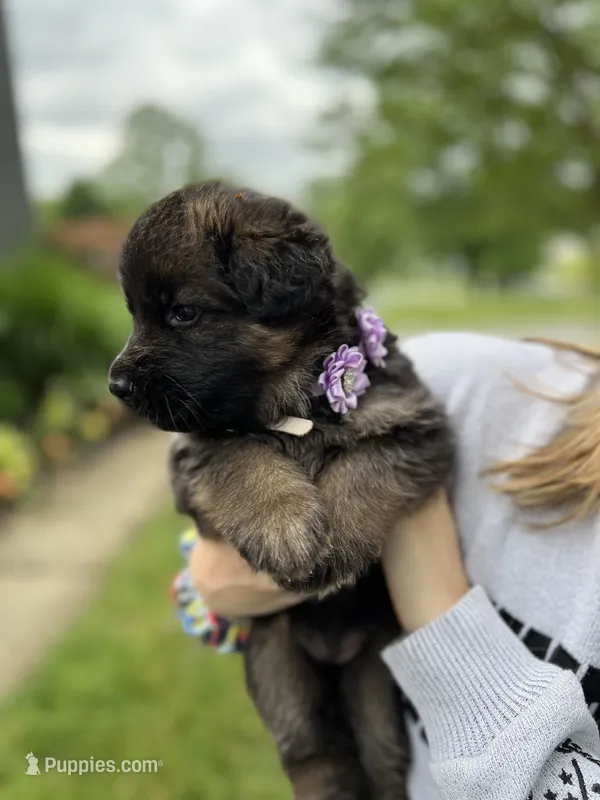 Purple collar  – German Shepherd Dog puppy for sale in Elkton, MD