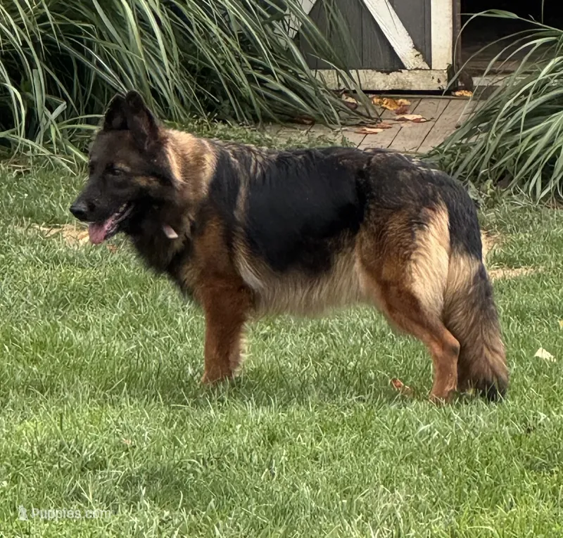 Lucy – German Shepherd Dog puppy for sale in Elkton, MD