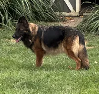 Lucy, a female German Shepherd Dog for sale in Elkton, MD – 1 of 2