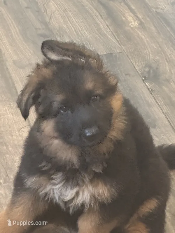 Blaze – German Shepherd Dog puppy for sale in Elkton, MD