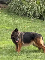 Lucy, a female German Shepherd Dog for sale in Elkton, MD – 2 of 2