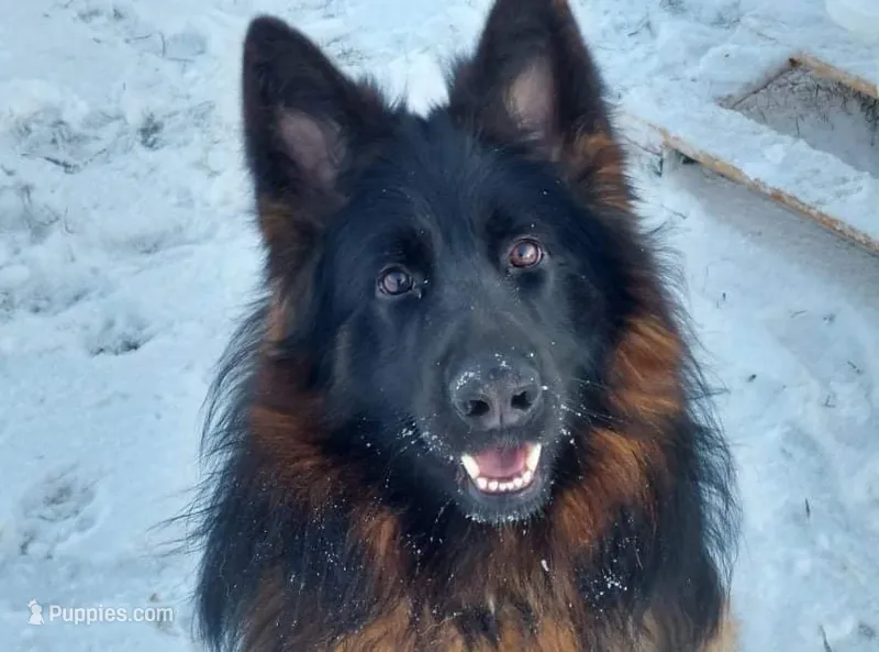 Koda  – German Shepherd Dog puppy for sale in Elkton, MD