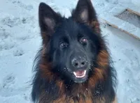 Koda , a male German Shepherd Dog for sale in Elkton, MD – 1 of 3