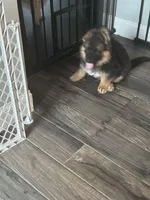 Blaze, a female German Shepherd Dog for sale in Elkton, MD – 2 of 3