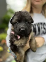 Pink collar , a female German Shepherd Dog for sale in Elkton, MD – 1 of 1