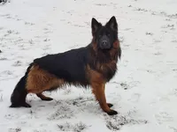 Koda , a male German Shepherd Dog for sale in Elkton, MD – 2 of 3