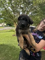 Pink collar Zelda , a female German Shepherd Dog for sale in Elkton, MD – 1 of 2