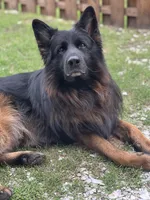 Koda , a male German Shepherd Dog for sale in Elkton, MD – 3 of 3