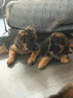 Blaze, a female German Shepherd Dog for sale in Elkton, MD – 3 of 3