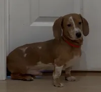 Spot, a male Miniature Dachshund for sale in Stockton, CA – 2 of 5