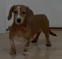 Spot, a male Miniature Dachshund for sale in Stockton, CA – 5 of 5