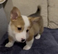 Corrie, a female Pembroke Welsh Corgi for sale in Stockton, CA – Photo 4 of 5