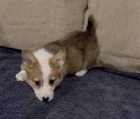 Corrie, a female Pembroke Welsh Corgi for sale in Stockton, CA – Photo 2 of 5