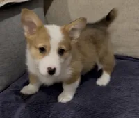 Corrie, a female Pembroke Welsh Corgi for sale in Stockton, CA – Photo 5 of 5