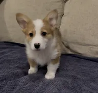 Corrie, a female Pembroke Welsh Corgi for sale in Stockton, CA – Photo 3 of 5